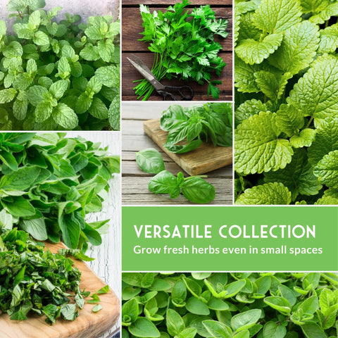 Survival Garden Seeds thyme leaves for roasting and slow-cooked meals