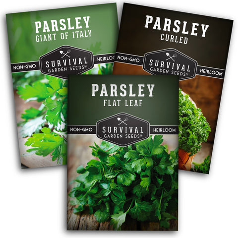 Survival Garden Seeds Italian Giant parsley seeds for easy indoor or outdoor growing and fresh garnish
