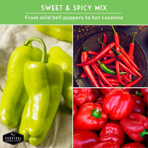 Jalapeño pepper seeds for crisp, versatile heat in meals with SURVIVAL GARDEN SEEDS