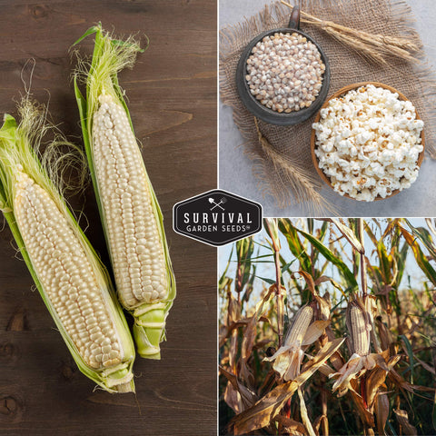 Survival Garden Seeds Japanese Hulless Popcorn drying kernels for long-term storage.