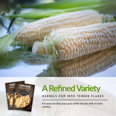 Survival Garden Seeds Japanese Hulless Popcorn ear on healthy stalk.