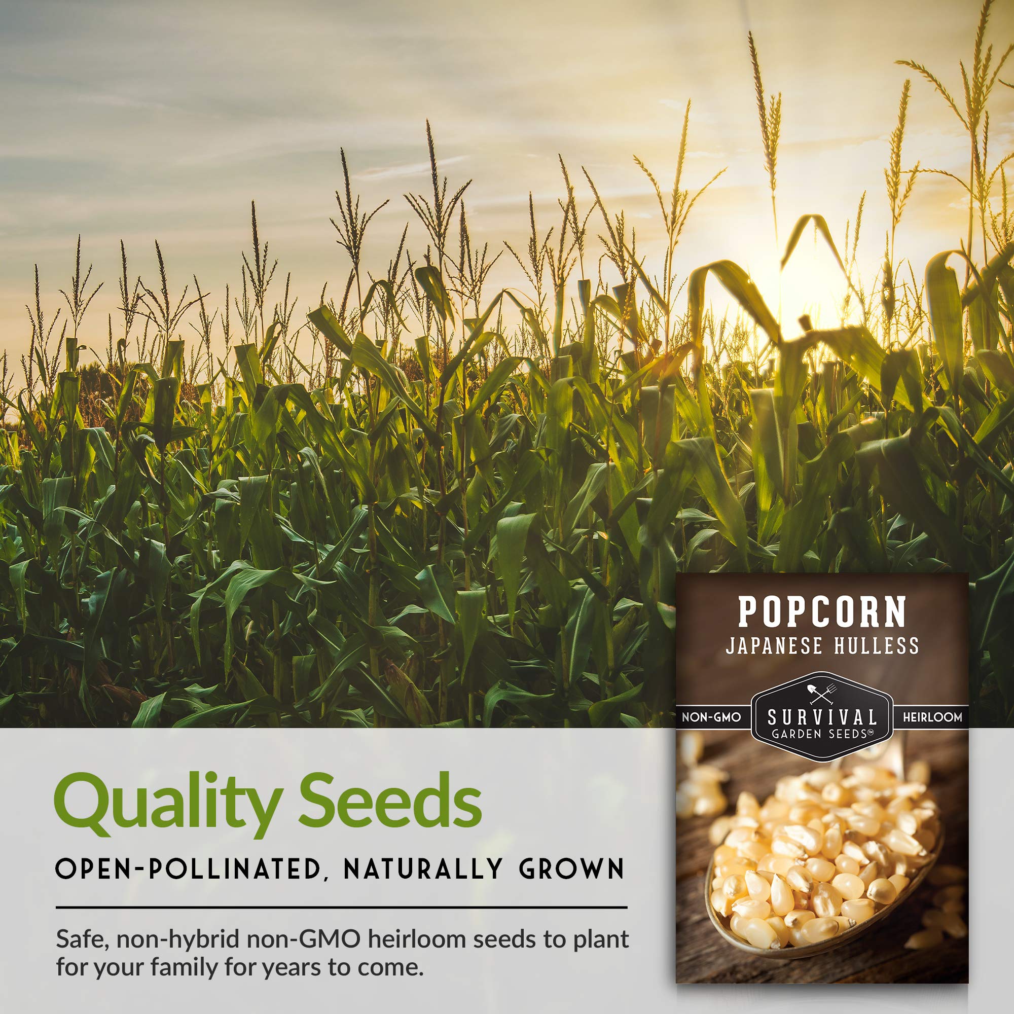 Survival Garden Seeds hulless popcorn kernels for easy snacking.