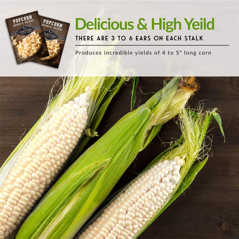 Survival Garden Seeds Hulless popcorn kernels pop to snowy white.