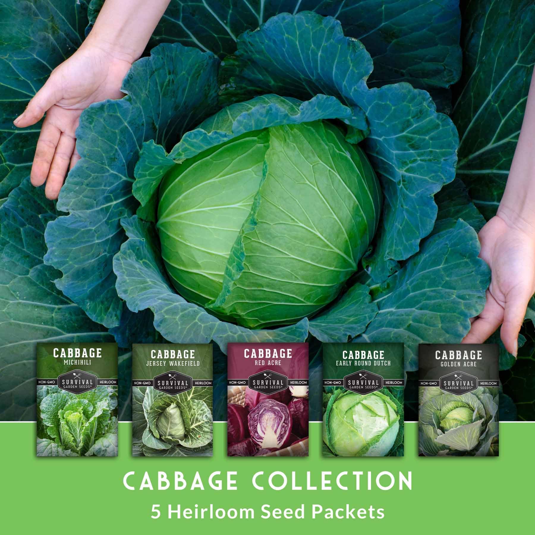 Survival Garden Seeds Jersey Wakefield cabbage head ideal for braises