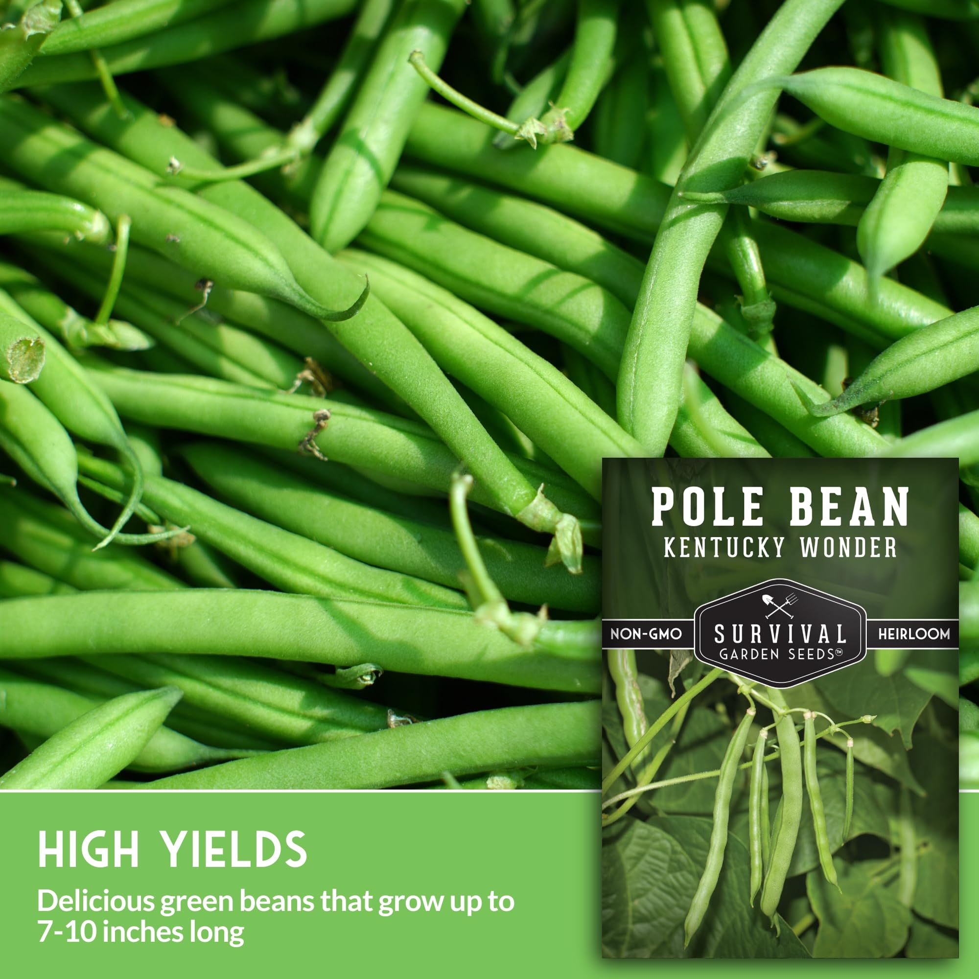 SURVIVAL GARDEN SEEDS Kentucky Wonder pole bean seeds germinating in warm soil.