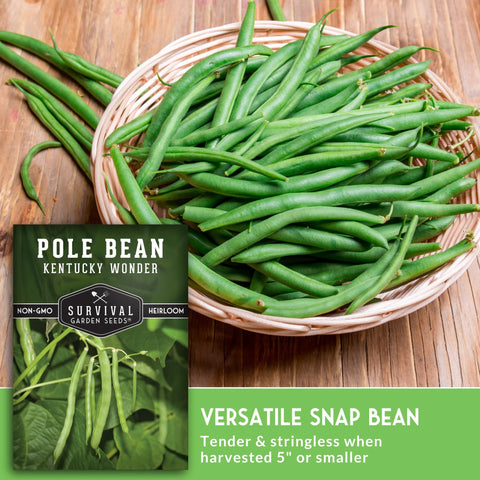 SURVIVAL GARDEN SEEDS Kentucky Wonder pole beans on a trellis, space-saving vertical growth.