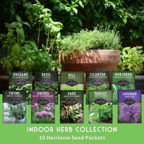 Survival Garden Seeds lavender flowers close-up, adds fragrance to desserts and sachets.