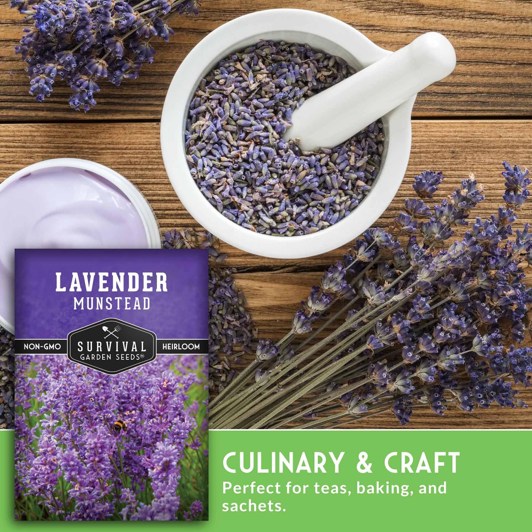 Munstead lavender flowers in late spring with aromatic scent