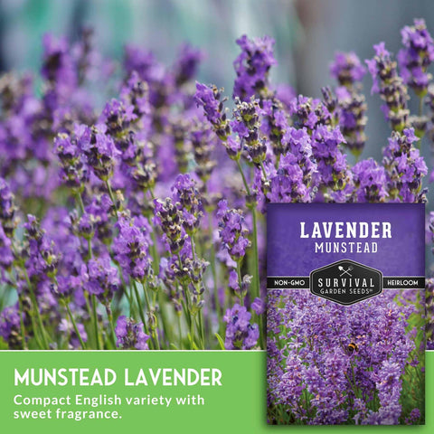 Munstead lavender thriving in pots, suitable for indoor gardens
