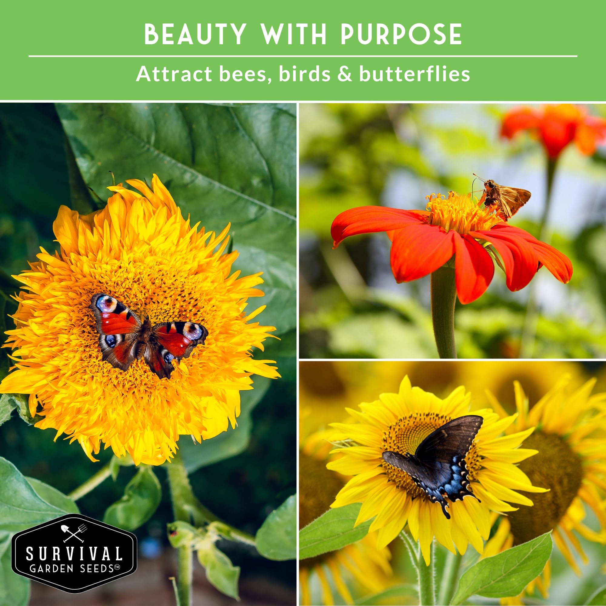 Survival Garden Seeds Lemon Queen sunflower displays sunny lemon-yellow petals for cheerful focal point.