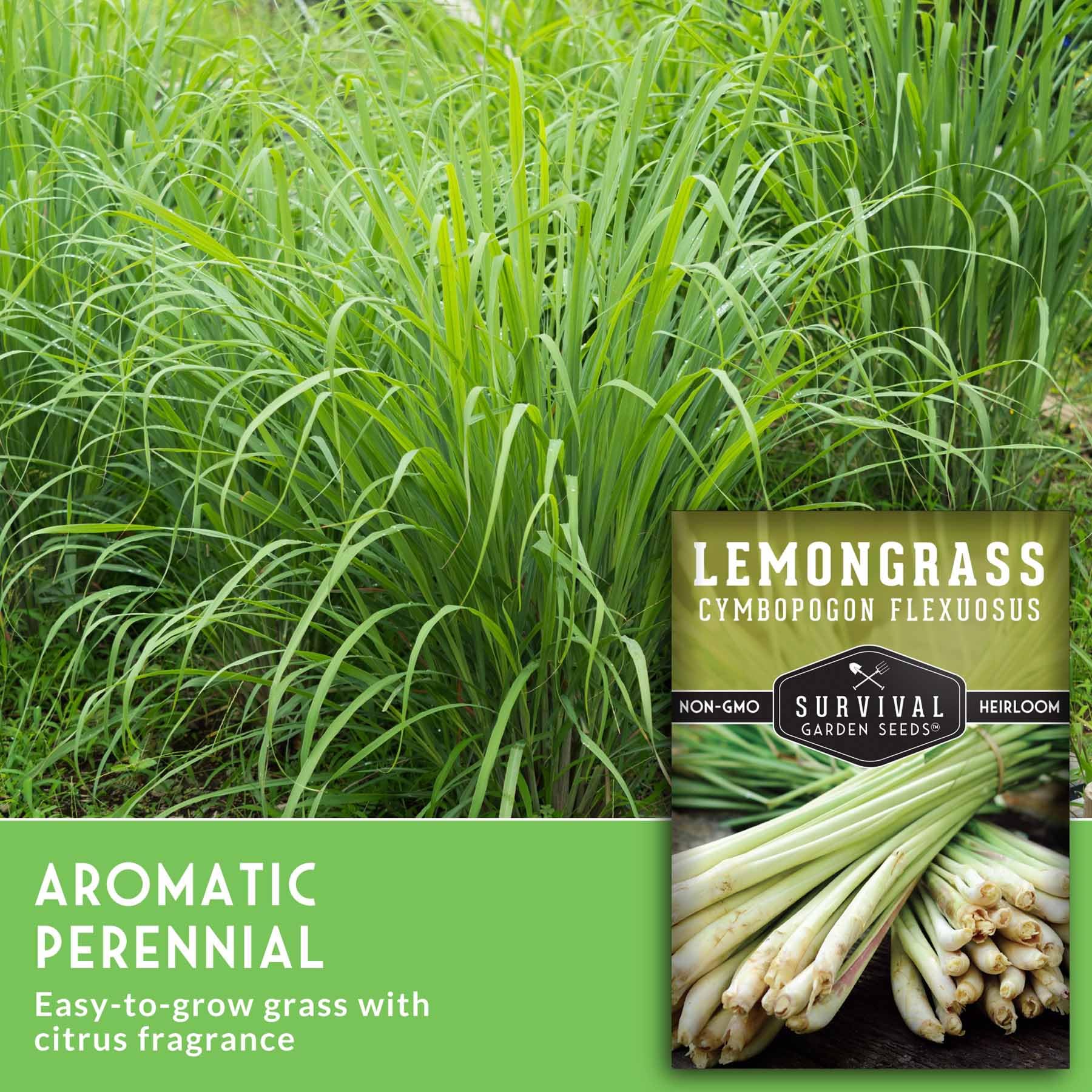 SURVIVAL GARDEN SEEDS lemongrass dried leaves ready for tea or seasoning.