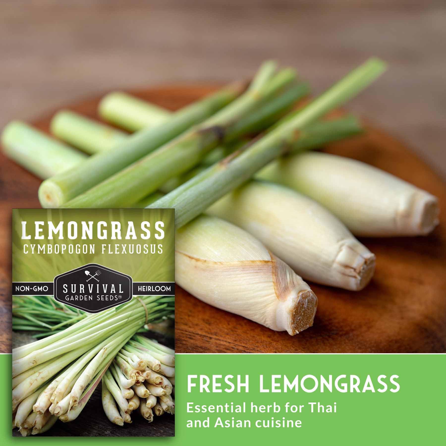 SURVIVAL GARDEN SEEDS lemongrass in planter container thriving with aroma during cooking prep.