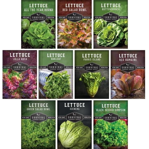 Survival Garden Seeds buttercrunch head lettuce - crisp texture for fresh salads