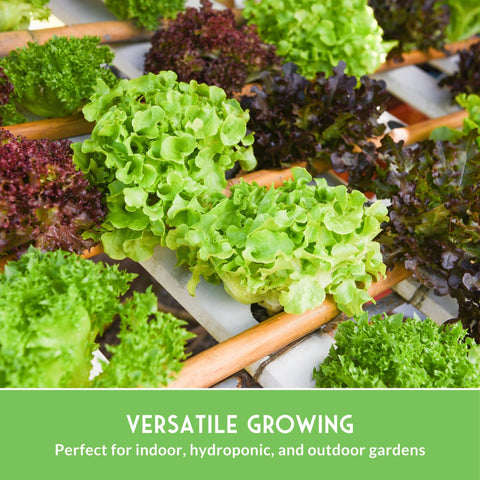 Survival Garden Seeds green salad bowl - fast-growing leaves for frequent harvests