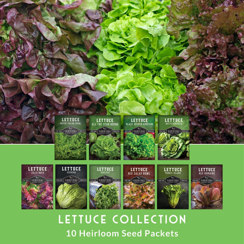 Survival Garden Seeds iceberg lettuce - cool-season variety for summer gardens