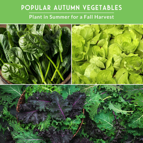 SURVIVAL GARDEN SEEDS spinach kale cauliflower packets ideal for year-round gardening.