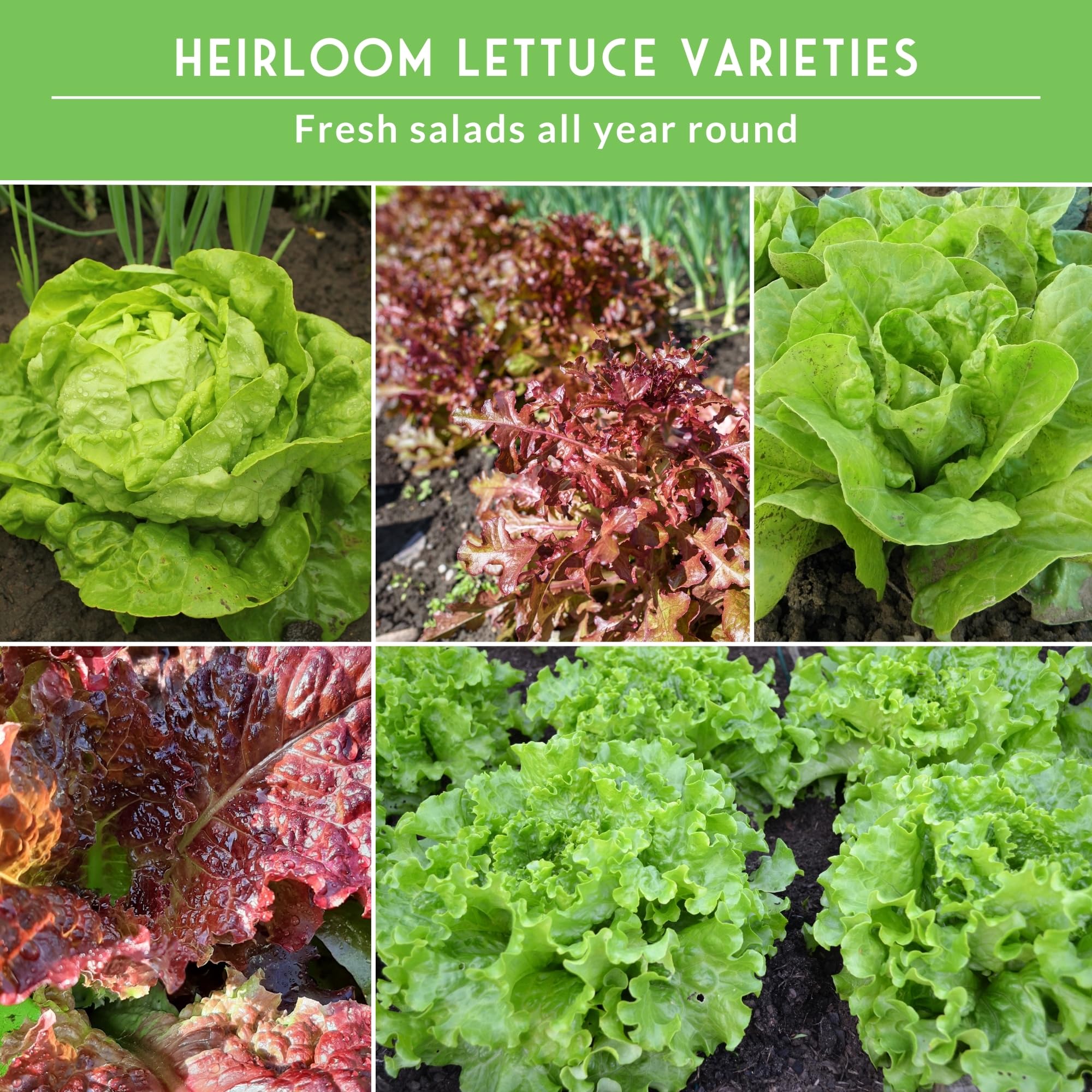 Survival Garden Seeds lolla rossa - vibrant leaves ideal for colorful salads