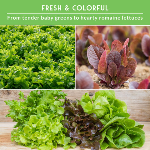 Survival Garden Seeds oakleaf lettuce - tender greens suited to containers