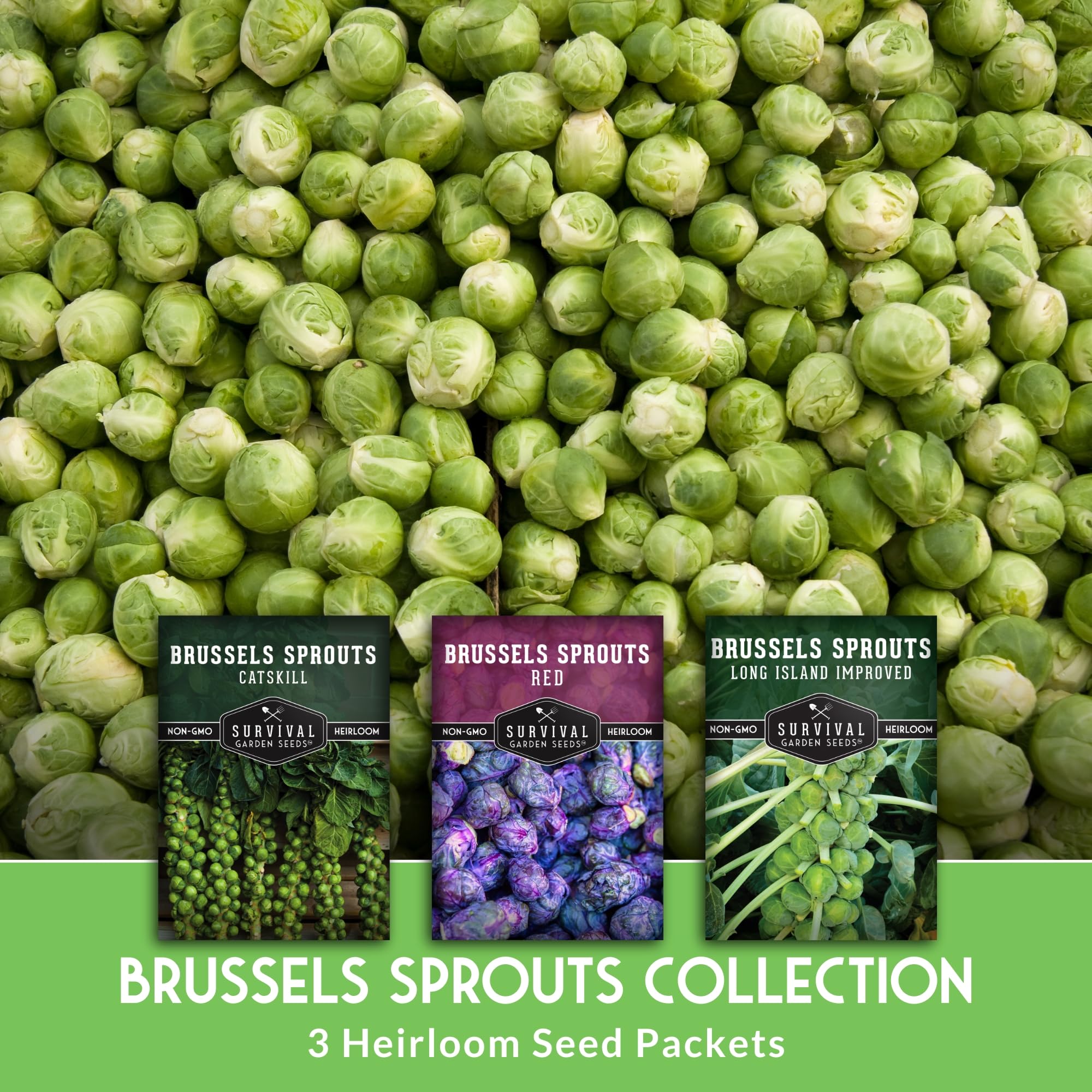 SURVIVAL GARDEN SEEDS long-island-improved-brussels-sprouts-seed-pack reliable, compact heritage variety.