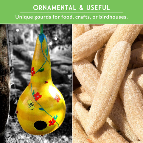 SURVIVAL GARDEN SEEDS loofah-gourd-drying ready-to-use bath scrubbers