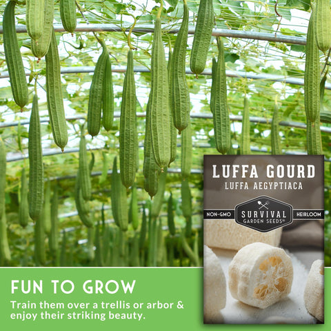 SURVIVAL GARDEN SEEDS loofah gourd seed packet for easy home growing.