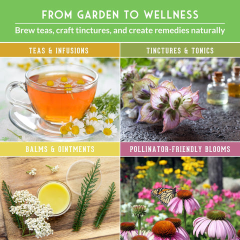 SURVIVAL GARDEN SEEDS marshmallow and angelica seeds—cultivate a healing garden.