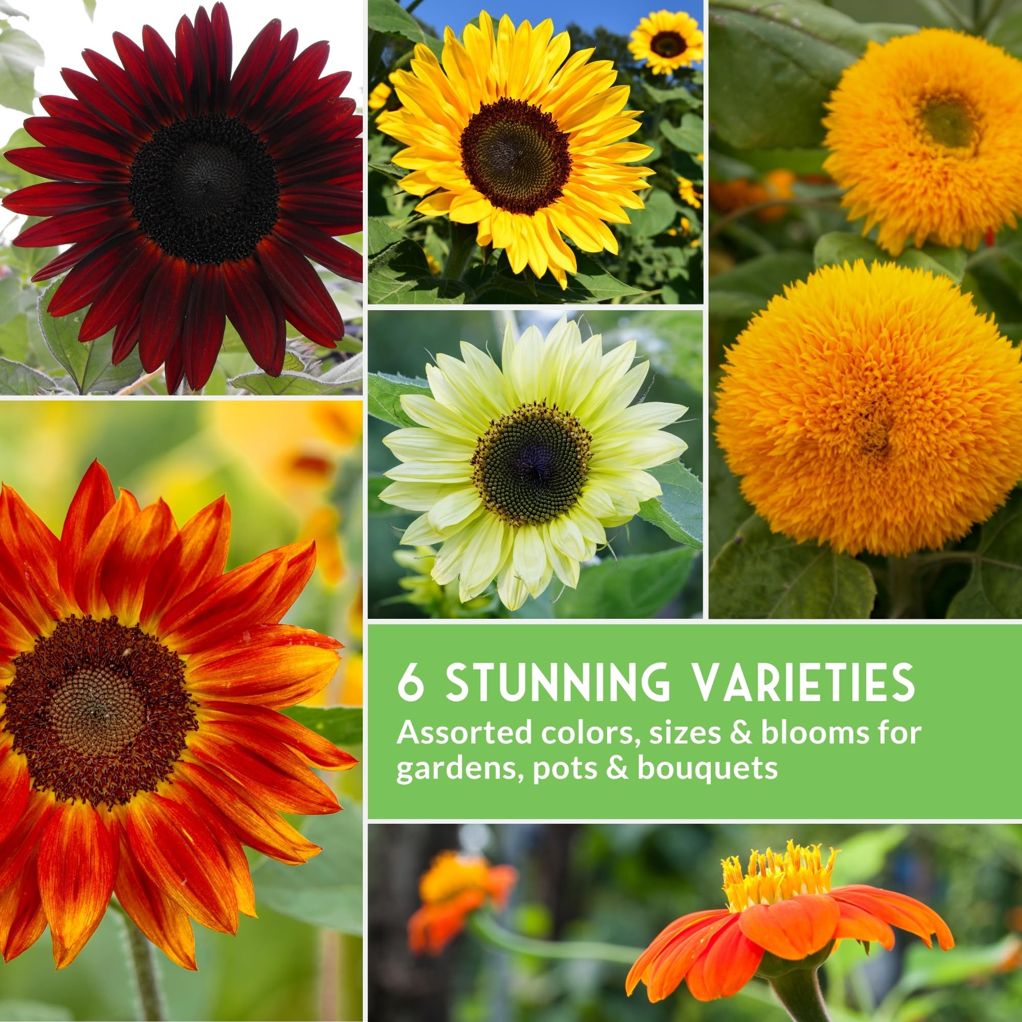 Survival Garden Seeds Mexican Sunflower grows tall with vibrant, nectar-rich blossoms.
