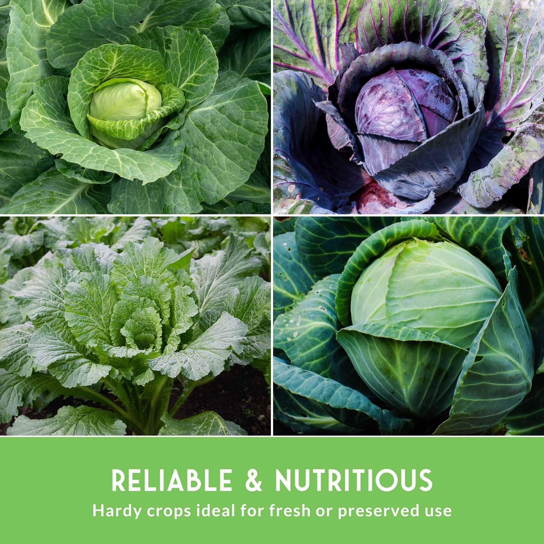 Survival Garden Seeds Michihili Napa cabbage head great for stir-fries