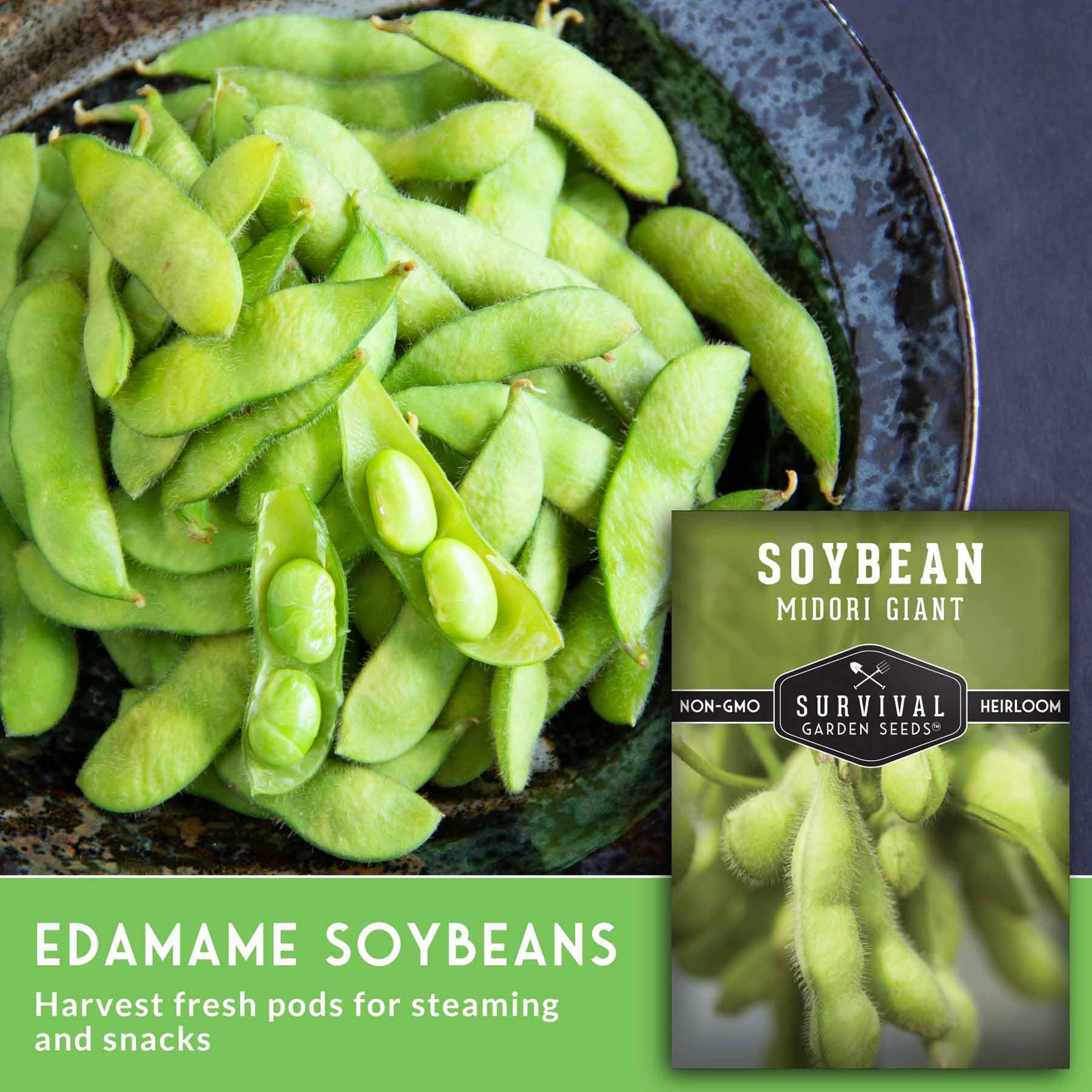 SURVIVAL GARDEN SEEDS Midori Giant edamame pods on vines ready to harvest