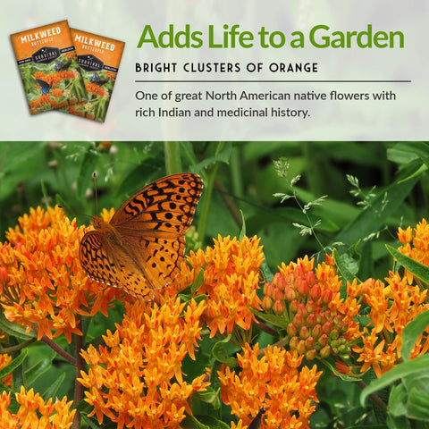 Survival Garden Seeds monarch-attracting milkweed supports butterfly life cycle