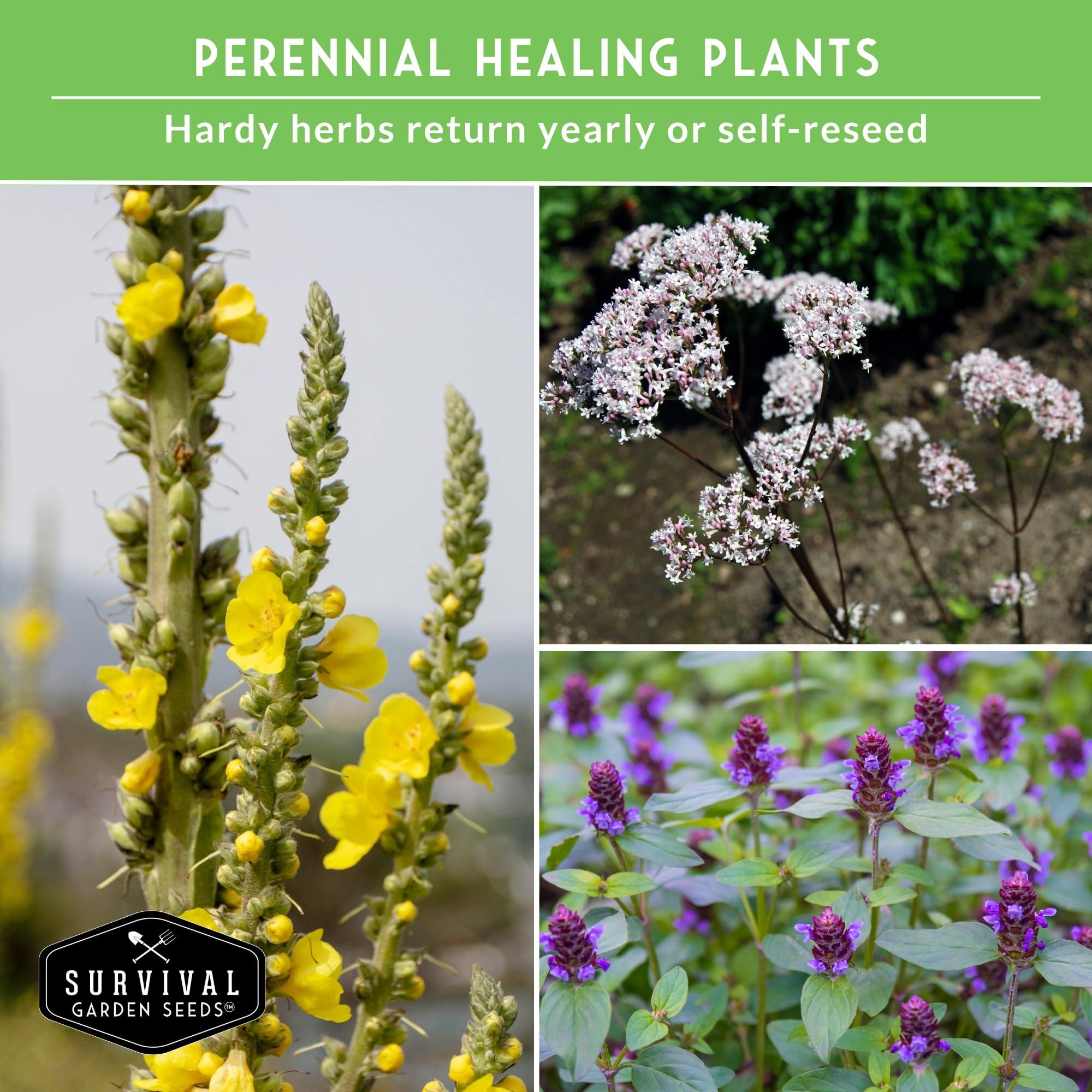 Survival Garden Seeds mugwort seed variety for aromatic garden margins