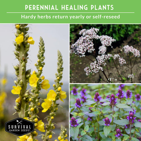Survival Garden Seeds mugwort seed variety for aromatic garden margins