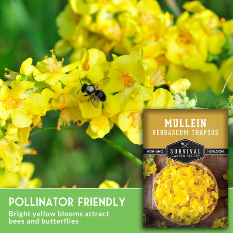SURVIVAL GARDEN SEEDS mullein flowers invite bees and butterflies.