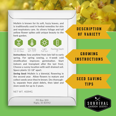 The SURVIVAL GARDEN SEEDS mullein-plants-verbascum-thapsus thrive in garden beds