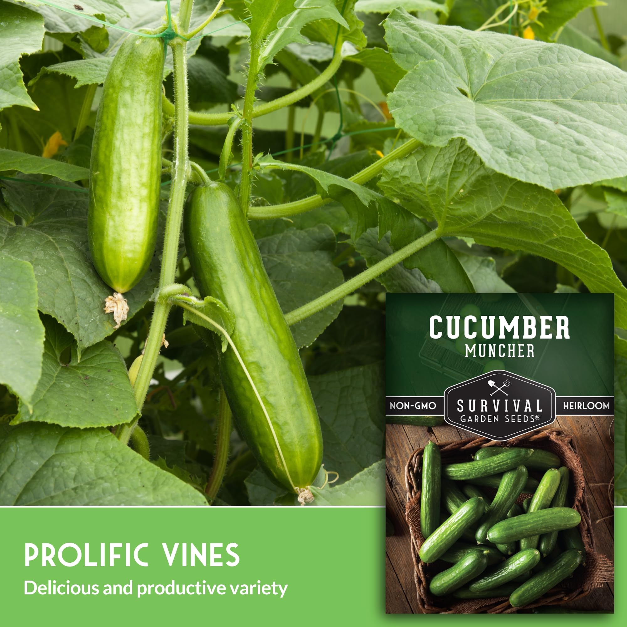 SURVIVAL GARDEN SEEDS Muncher cucumber yields 4–6 inch baby cucumbers for crisp snacks.