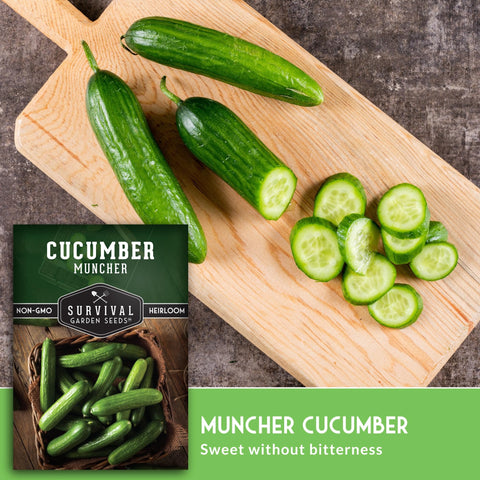 SURVIVAL GARDEN SEEDS Muncher cucumber reaches 8–9 inch slicing size for sandwiches.