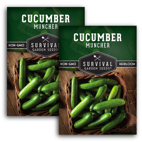 SURVIVAL GARDEN SEEDS Muncher cucumber with burpless skin, ideal for fresh snacking.