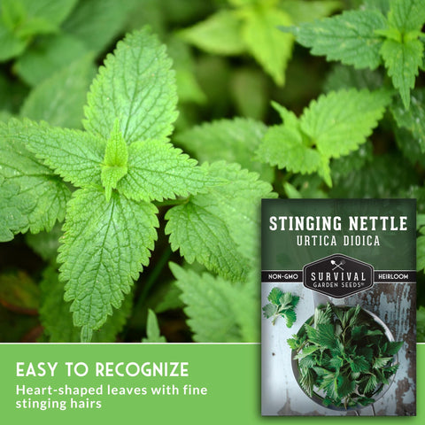 SURVIVAL GARDEN SEEDS nettle leaves prepared for tea and infusion