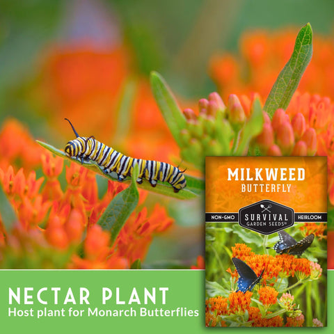 Survival Garden Seeds close-up of vibrant orange milkweed blossoms for pollinators