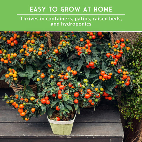 SURVIVAL GARDEN SEEDS Orange cherry tomato seeds add color to snacks.