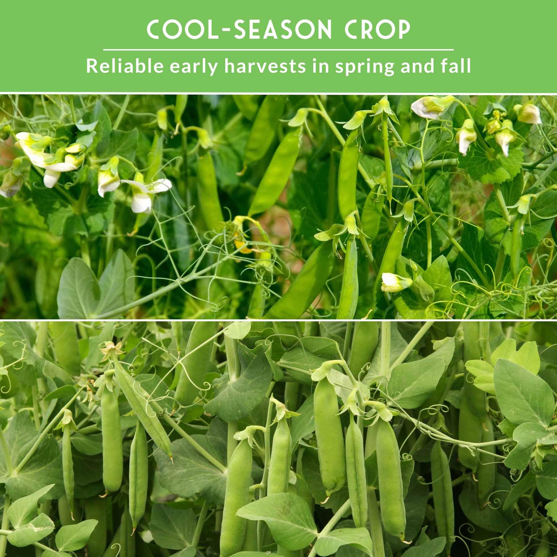 Oregon Sugar Pod II snow pea pods on vine, ready for harvest with Survival Garden Seeds.