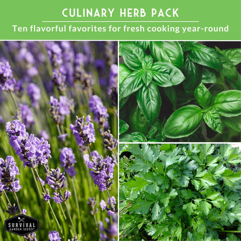 Survival Garden Seeds parsley leaves close-up, vibrant garnish and fresh flavor booster.