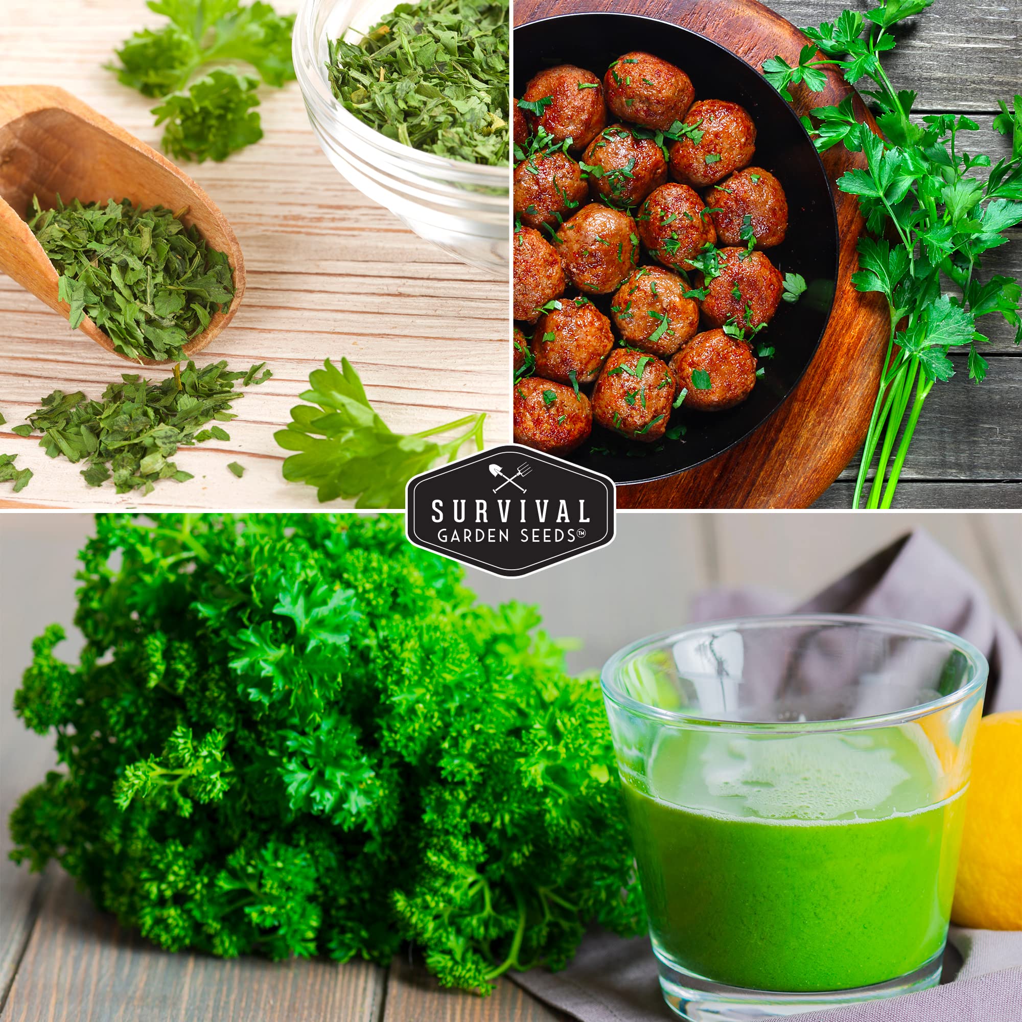 Survival Garden Seeds indoors parsley seeds ready for year-round harvests in containers