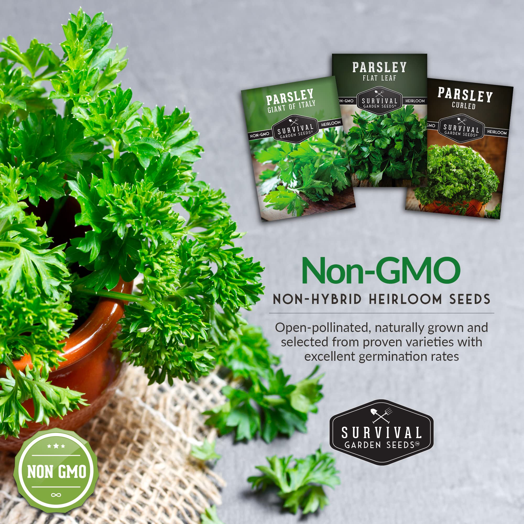 Survival Garden Seeds outdoors parsley seeds ideal for resilient garden beds