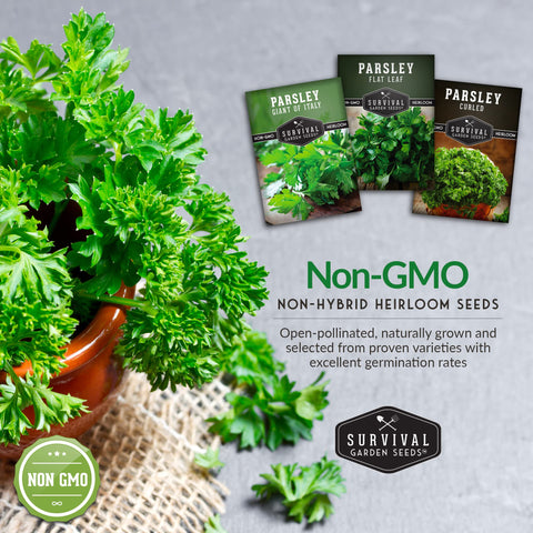 Survival Garden Seeds outdoors parsley seeds ideal for resilient garden beds