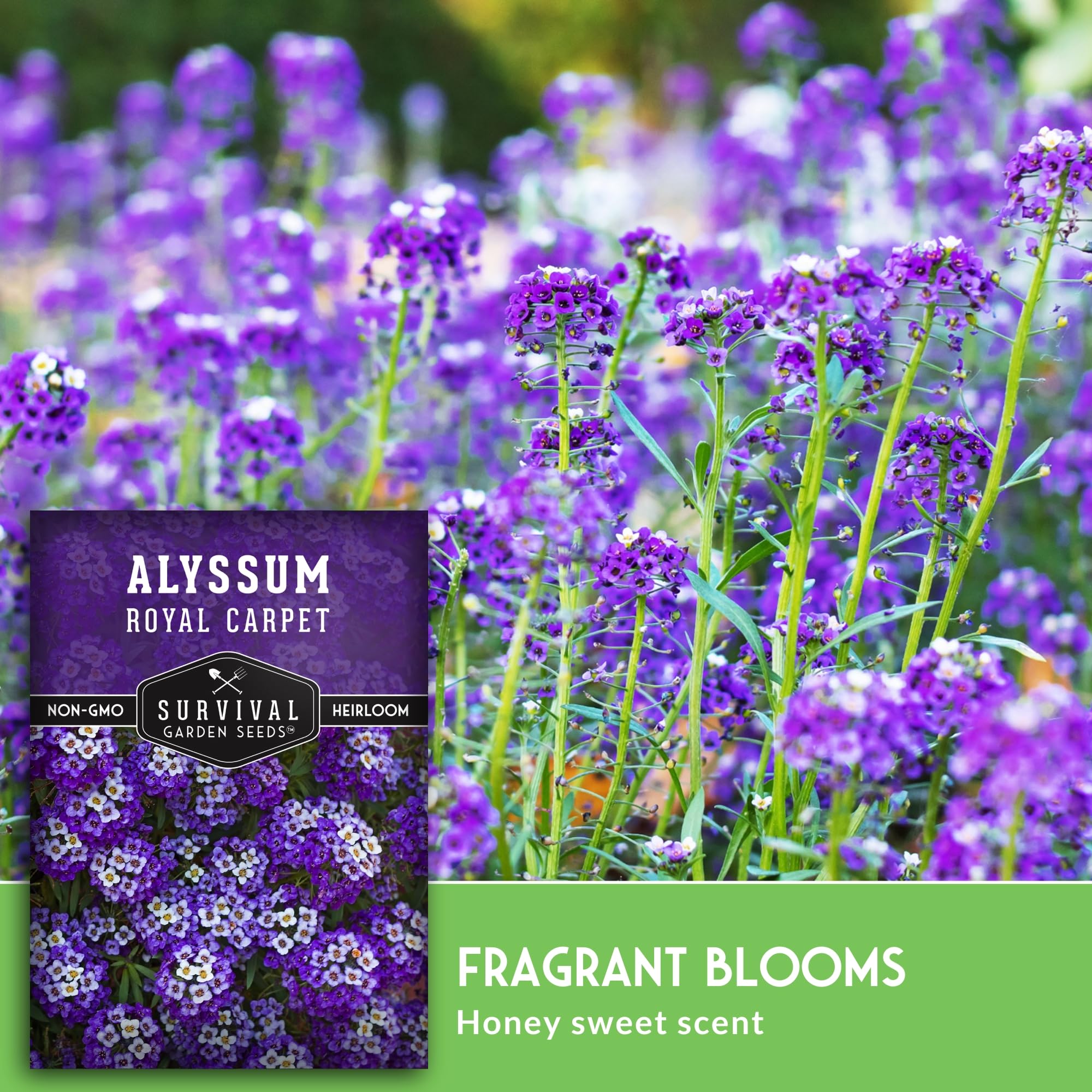 SURVIVAL GARDEN SEEDS Perennial alyssum creating compact, spreading coverage