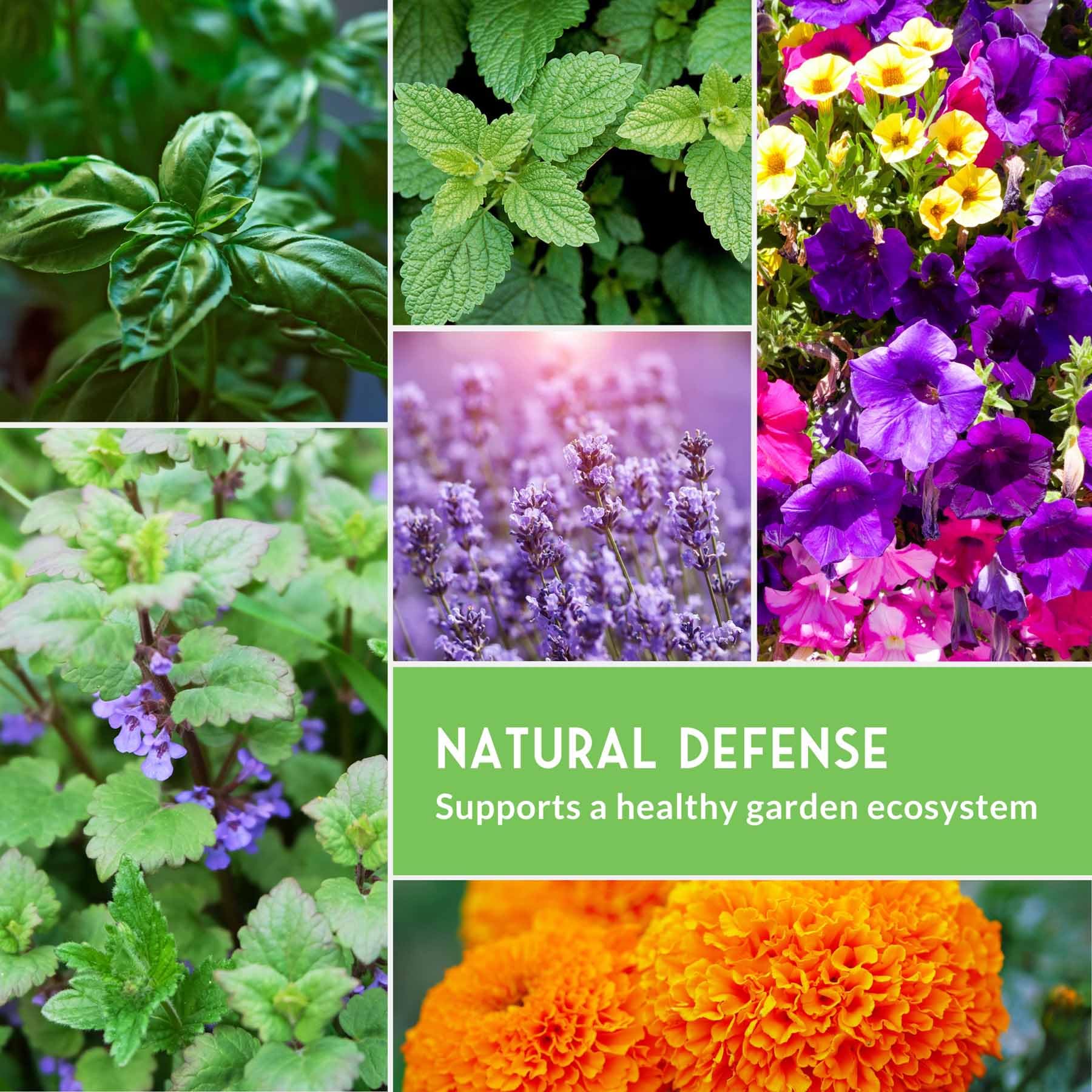SURVIVAL GARDEN SEEDS petunia seeds for lush blooms and inviting pollinators.
