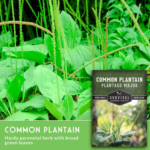 survival garden seeds plantain seed spike tall flowering stalks add structure to your bed