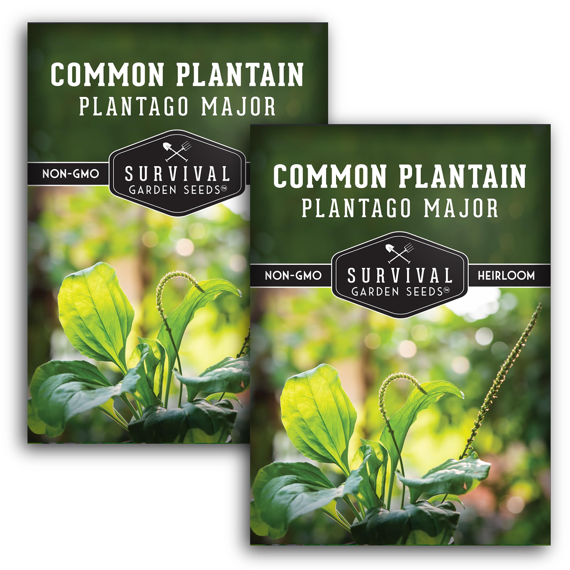 survival garden seeds plantain seeds pack beginner-friendly open-pollinated heirloom for easy planting