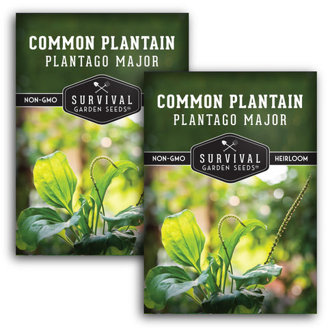 survival garden seeds plantain seeds pack beginner-friendly open-pollinated heirloom for easy planting